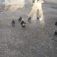 بوقلمون|حیوانات مزرعه|یاسوج, |دیوار