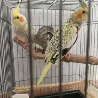 سه عدد عروس هلندی