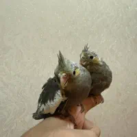 جوجه عروس سینامو