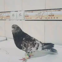 سوسنگرد