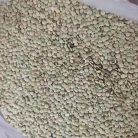 عدس بوجاری شده امسال مغان دانه درشت اصل