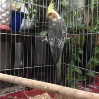 عروس هلندی نر