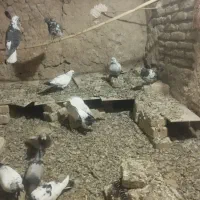 تعداد کفتر فروشی