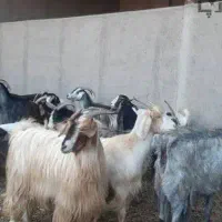 فروش تیر بز و بزغاله چاق و سرحال