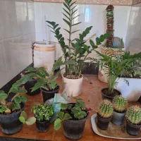نیازمندفروشنده زرقان