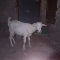 دوراس نر بز سانن اصل