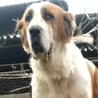 سگ الابای ماده روسی نگهبان گله ای ژرمن سرابی