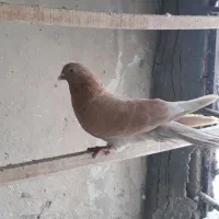 کبوترتهرانی گرفته