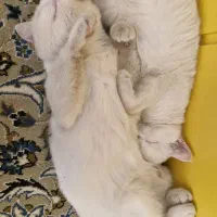 واگذاری کاملا رایگان گربه