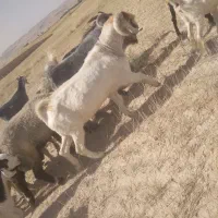 بعده|حیوانات مزرعه|گتوند, |دیوار