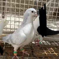 کفتر ساده