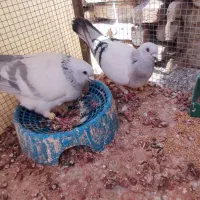 تعدادی کبوتر