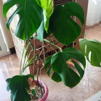 گل طبیعی|گل و گیاه طبیعی|اصفهان, سروستان|دیوار