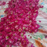 گل محمدی قیزیل گل