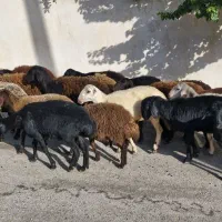 بره ماده هترو  ومیش وبره قزل