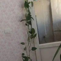 فروش گلهای طبیعی زیبا وقشنگ