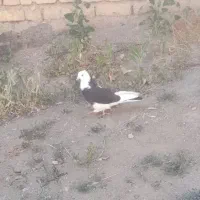 کبوتر