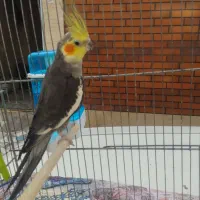 عروس هلندی