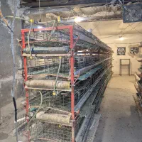 قفس بلدرچین تخمگذار