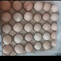 تخم مرغ