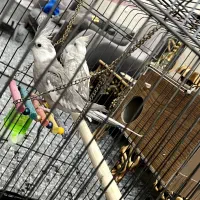 فروش عروس هلندی نژاد آلبینو و دوکت یک سال و نیم