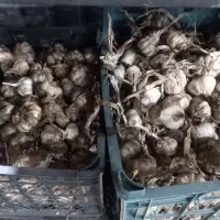 سیر خشک دشت مغان پاک شده سورت شده