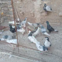 کفتر بوم حکیم اباد