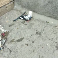 جفتش رفته ماده هستش