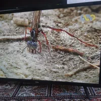 تلویزیون TCL 32 اینچ در حد نو نو