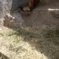 خروس فقط ۱۵۰۰