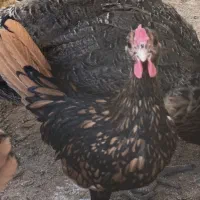 جوجه خروس سبرایت