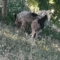سگ قهدریجانئ