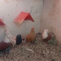 تعدادی نرماده رنگی
