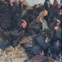 مرغ و خروس قربانی و رفع بلا