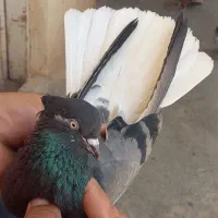 کبوتر تیرماهی