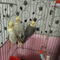 یک جفت عروس هلندی مولد و زیبا، به همراه بچه شون