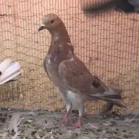 کبوتر زردی سرور