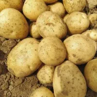 سیب زمینی تازه دزفول وپیازبندر