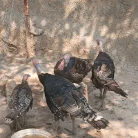 بوقلمون کردی