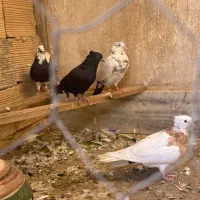 کفتر