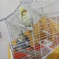 عروس هلندی جفت هفت ماهه