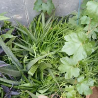 گیاه گندمی سر حال داخل باغچه فوری فروشی