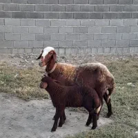 گوسفند بره دار