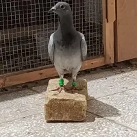 گمشده محله نهضت