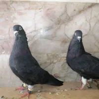 زاغ دمب سفید اس  بشرط