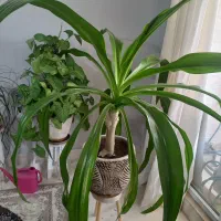 گل ذرتی با گلدان