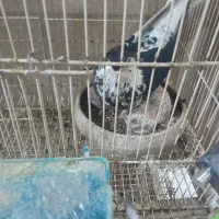 ۴جفت کفترمغبول