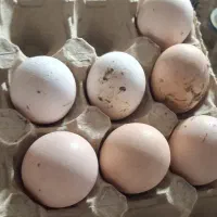 تخم مرغ لاری تازه نطفه دار