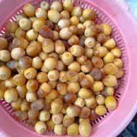 رطب برحی و گنطار