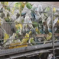 خریدارعروس هلندی کوتوله قناری فنچ مرغ-عشق